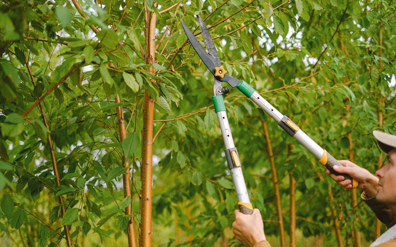 Tree trimming in Laurier, WA
