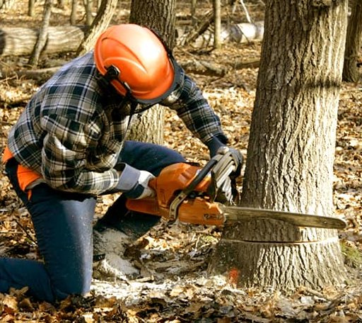 Tree Removal in Laurier, WA